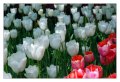 03 - tulipani